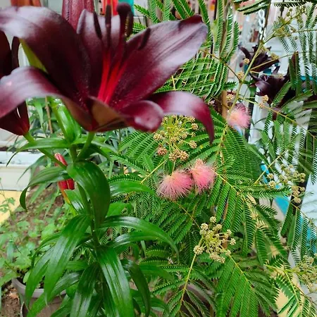 ホテル Familia Fantastiko キテン