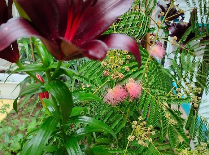 Hotel Familia Fantastiko Kiten (Burgas)