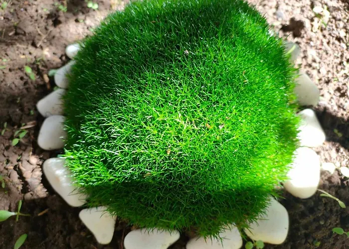 Familia Fantastiko Hotel 2*